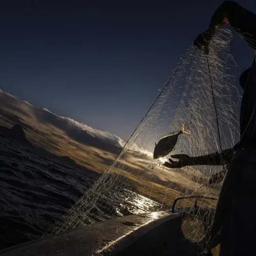 ‘Com tarifaço dos EUA, é inviável continuar exportando’, diz empresário do setor de pescados